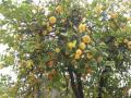 citrony a mandarinky