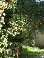 ibisek a pomerance