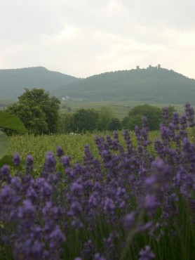 kliknutm na fotografii se dostanete zpt do galerie