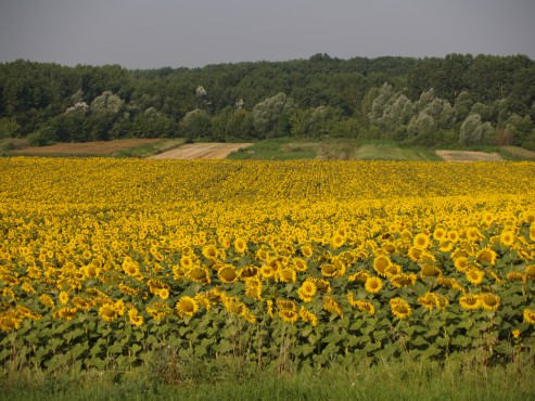 kliknutm na fotografii se dostanete zpt do galerie