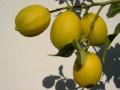 citrony - foceno behem degustace v Caveau Arnaud de Villeneuve