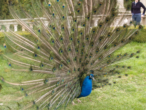 kliknutm na fotografii se dostanete zpt do galerie