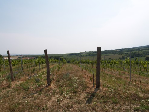 kliknutm na fotografii se dostanete zpt do galerie