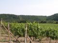 degustace vn na vinici obes